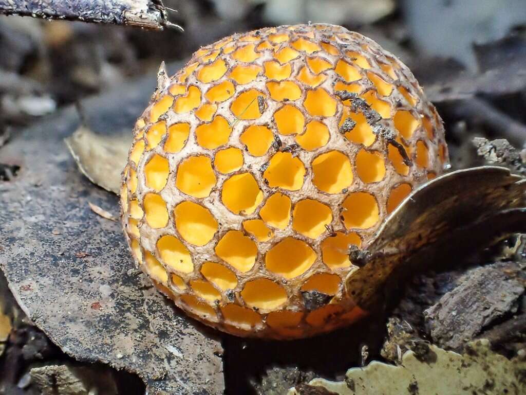 Image de Cyttaria gunnii Berk. 1847