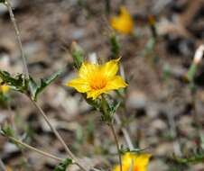 Image of Lindley's blazingstar