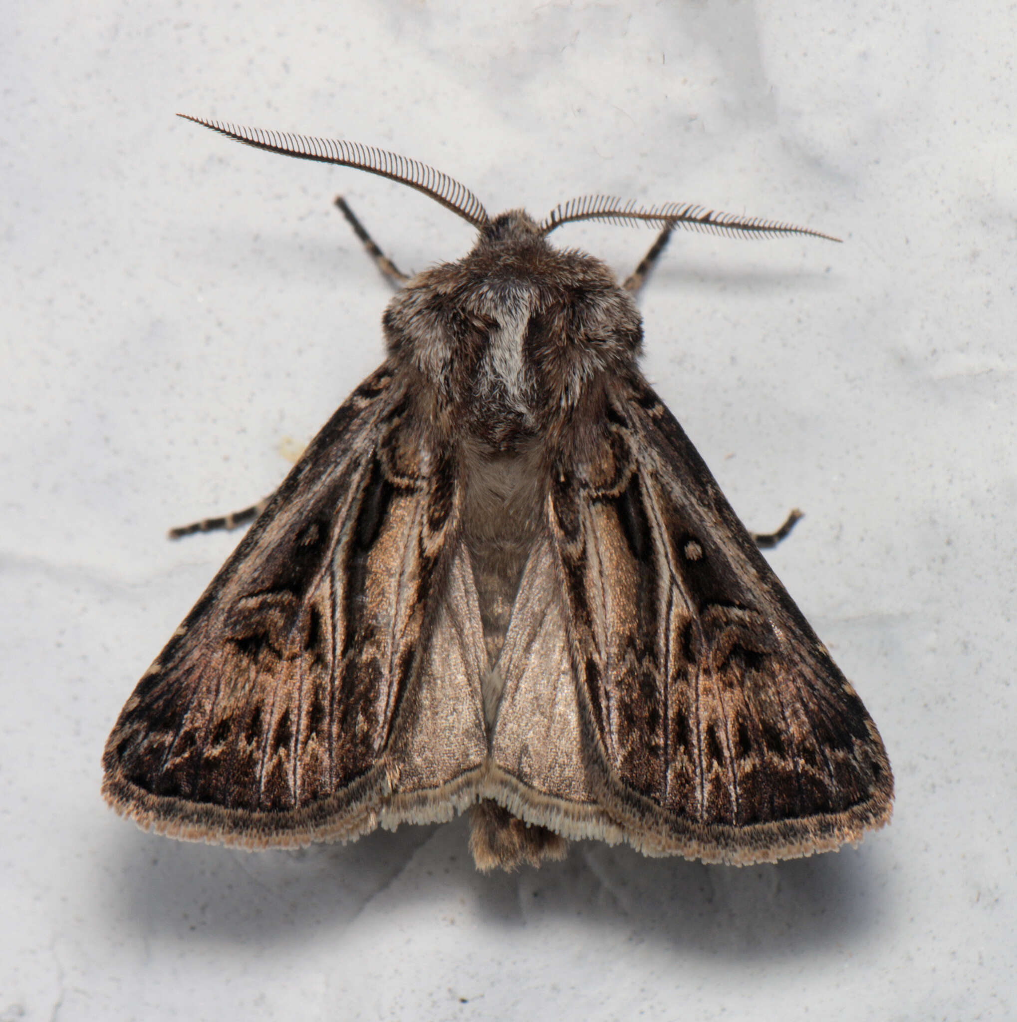 صورة Agrotis gladiaria Morris 1874