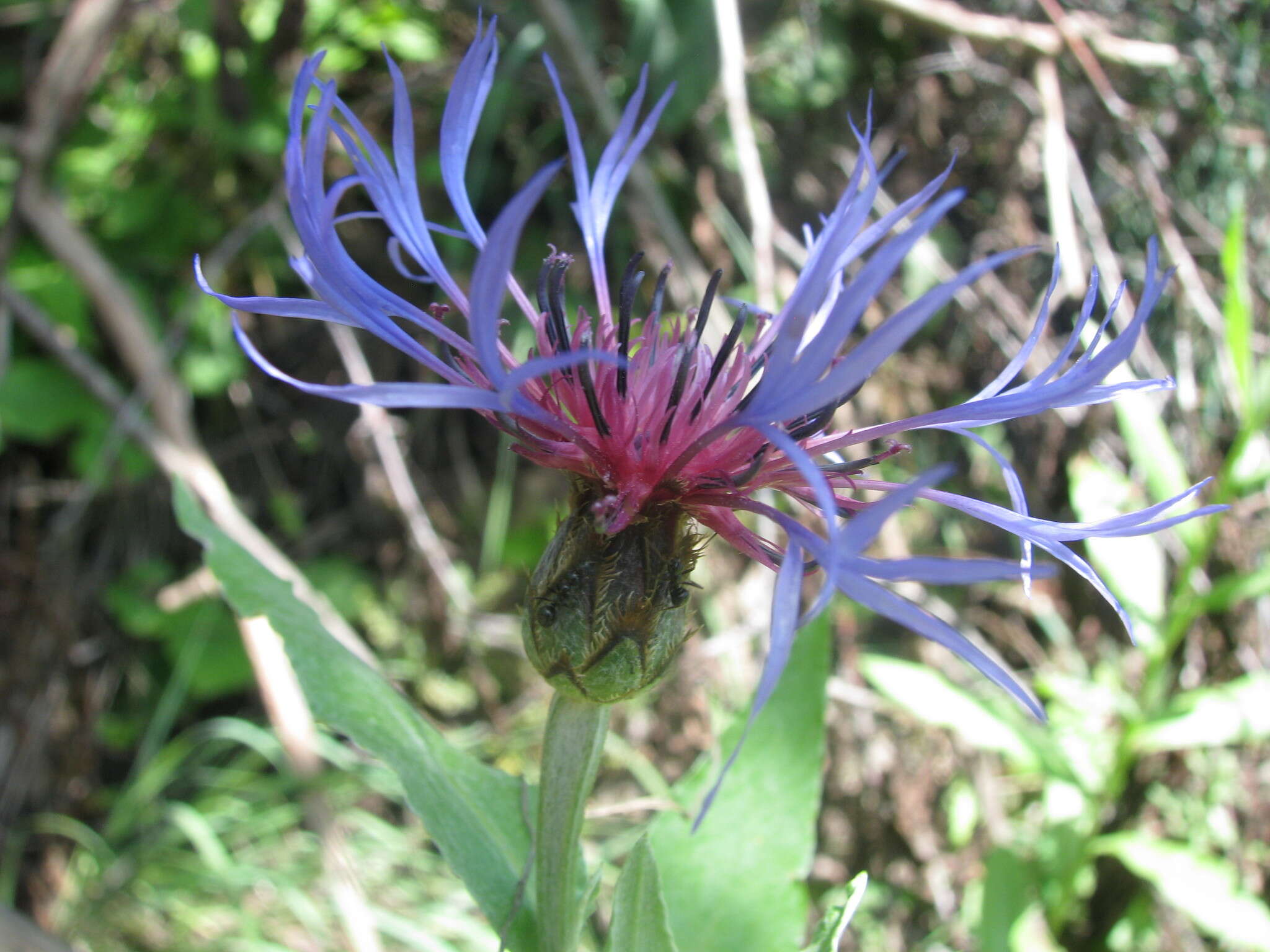 Image of Centaurea triumfettii subsp. stricta (Waldst. & Kit.) Dostál
