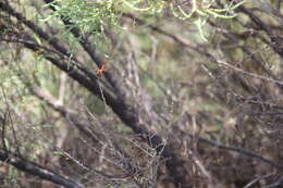 Слика од Erythrodiplax corallina (Brauer 1865)