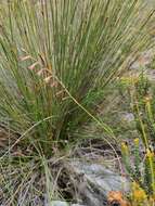 Image of Hesperantha radiata (Jacq.) Ker Gawl.
