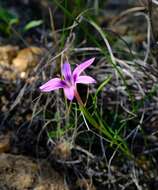 Image of Romulea kamisensis M. P. de Vos