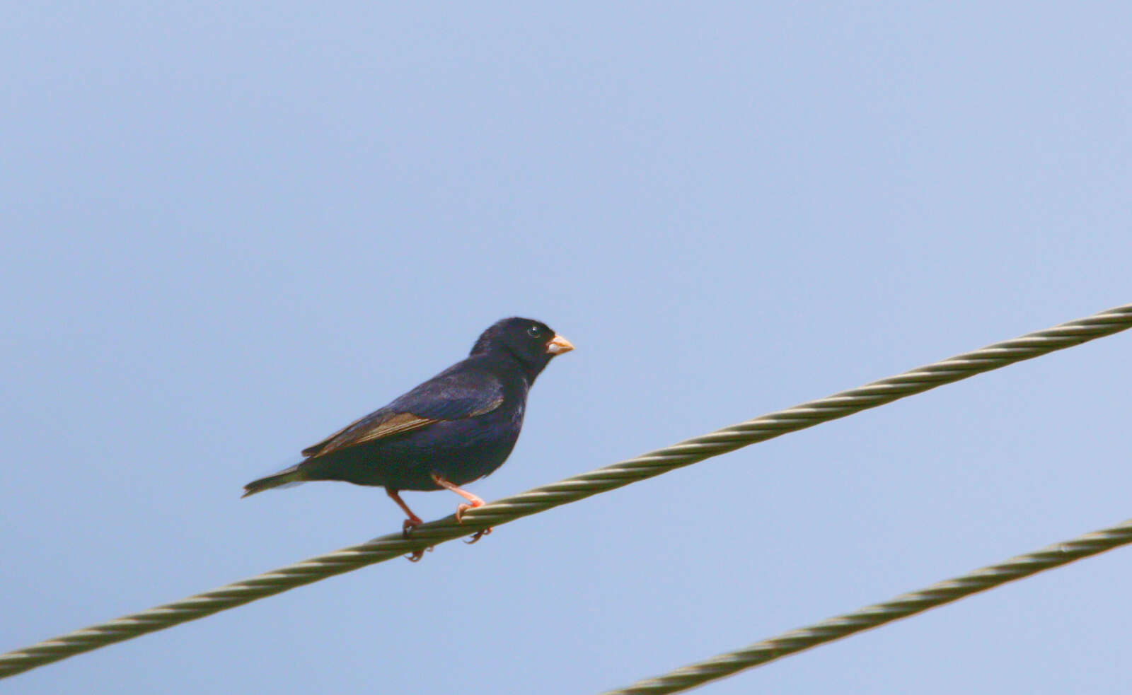 Image of Dusky Indigobird