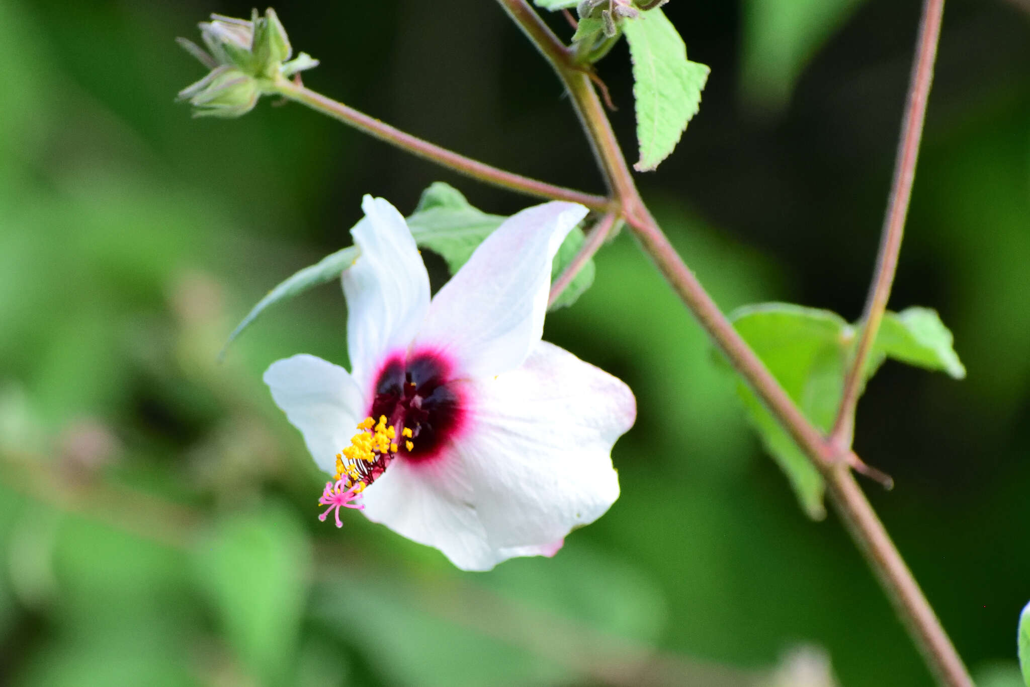 Image of Pavonia oxyphylla (Mocino & Sesse ex De Candolle) P. A. Fryxell