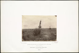 Image of soapweed yucca