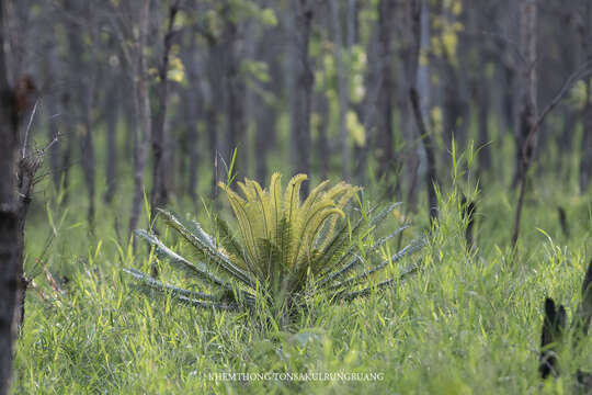 Image of Cycad