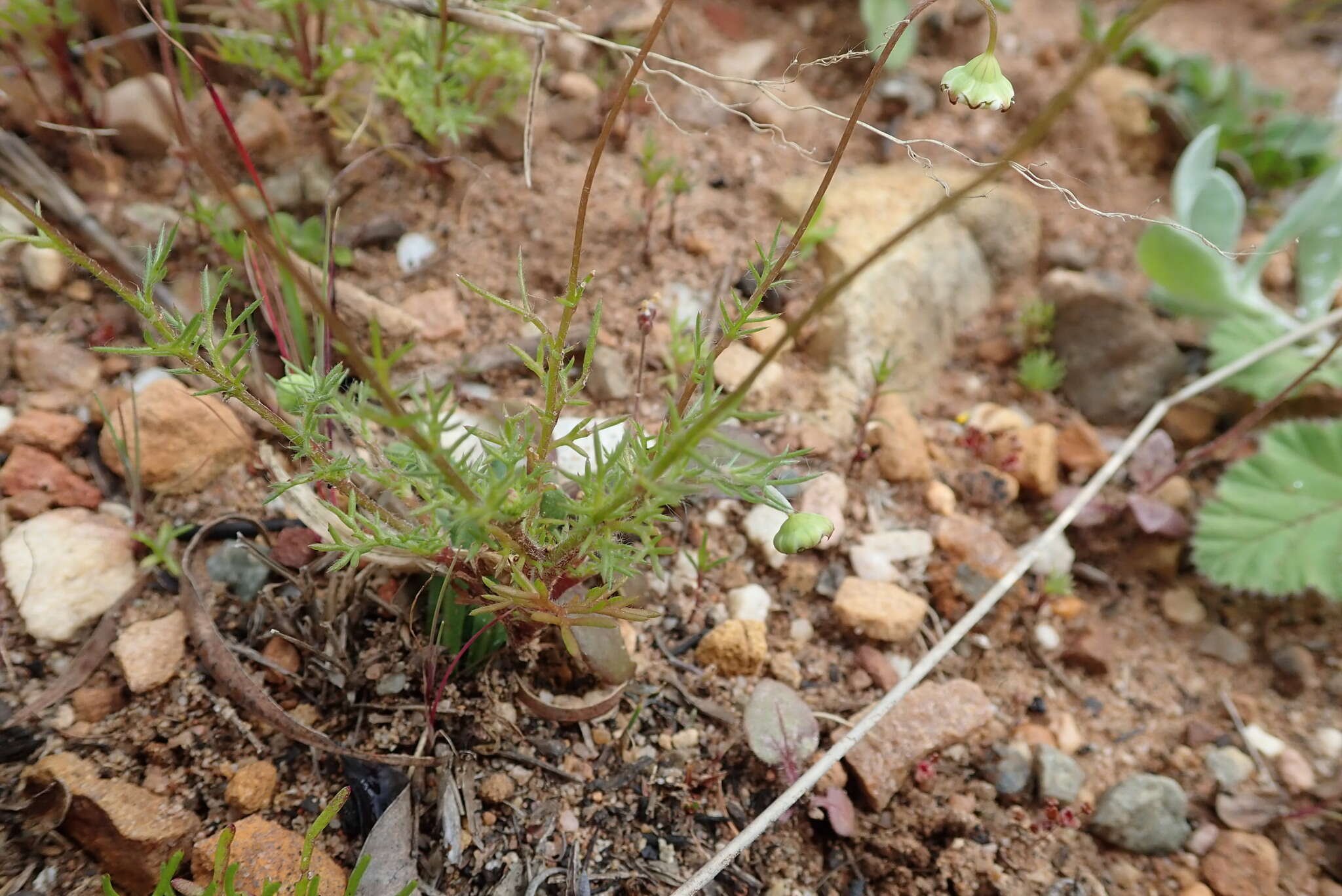 Image of Goose daisy