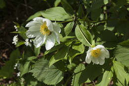 Plancia ëd Paeonia lactiflora Pall.