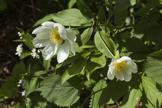 Image of Chinese peony