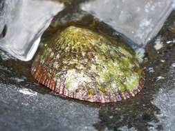 Image of black limpet