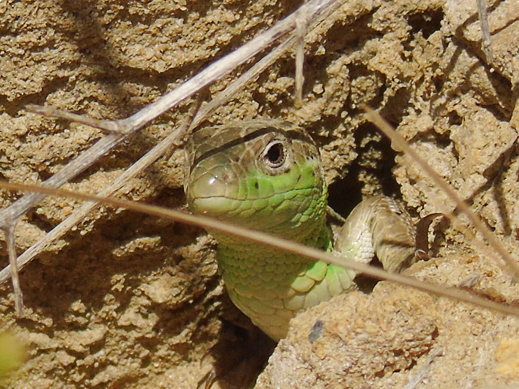 Image of Caucusus Emerald Lizard