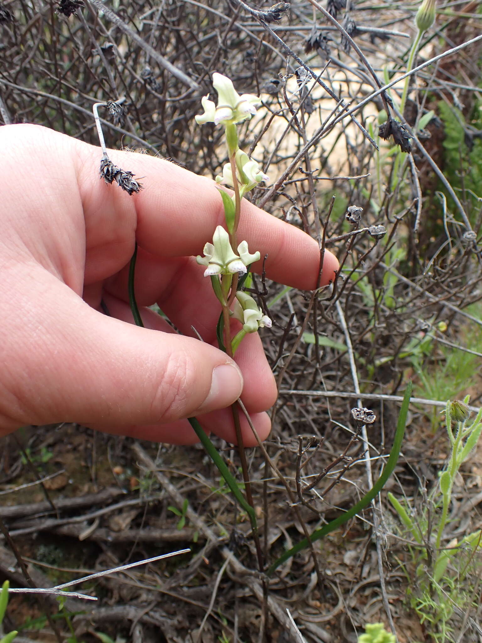 Disperis circumflexa subsp. aemula (Schltr.) J. C. Manning resmi