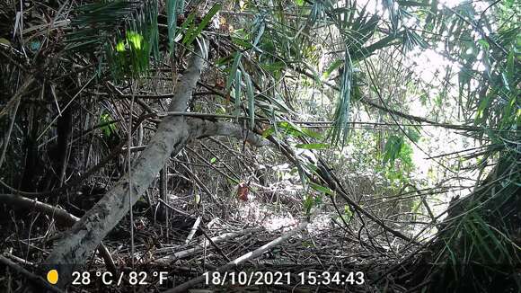 Image of Fire-footed Rope Squirrel