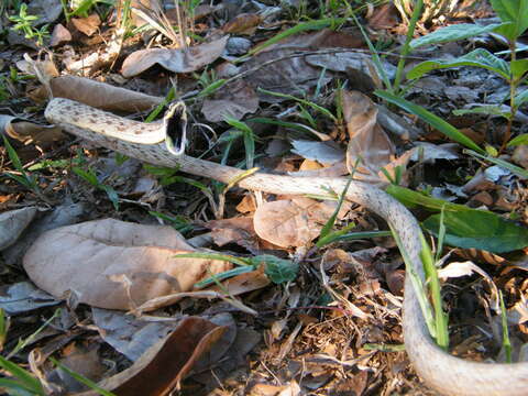 Image of Brown vinesnake