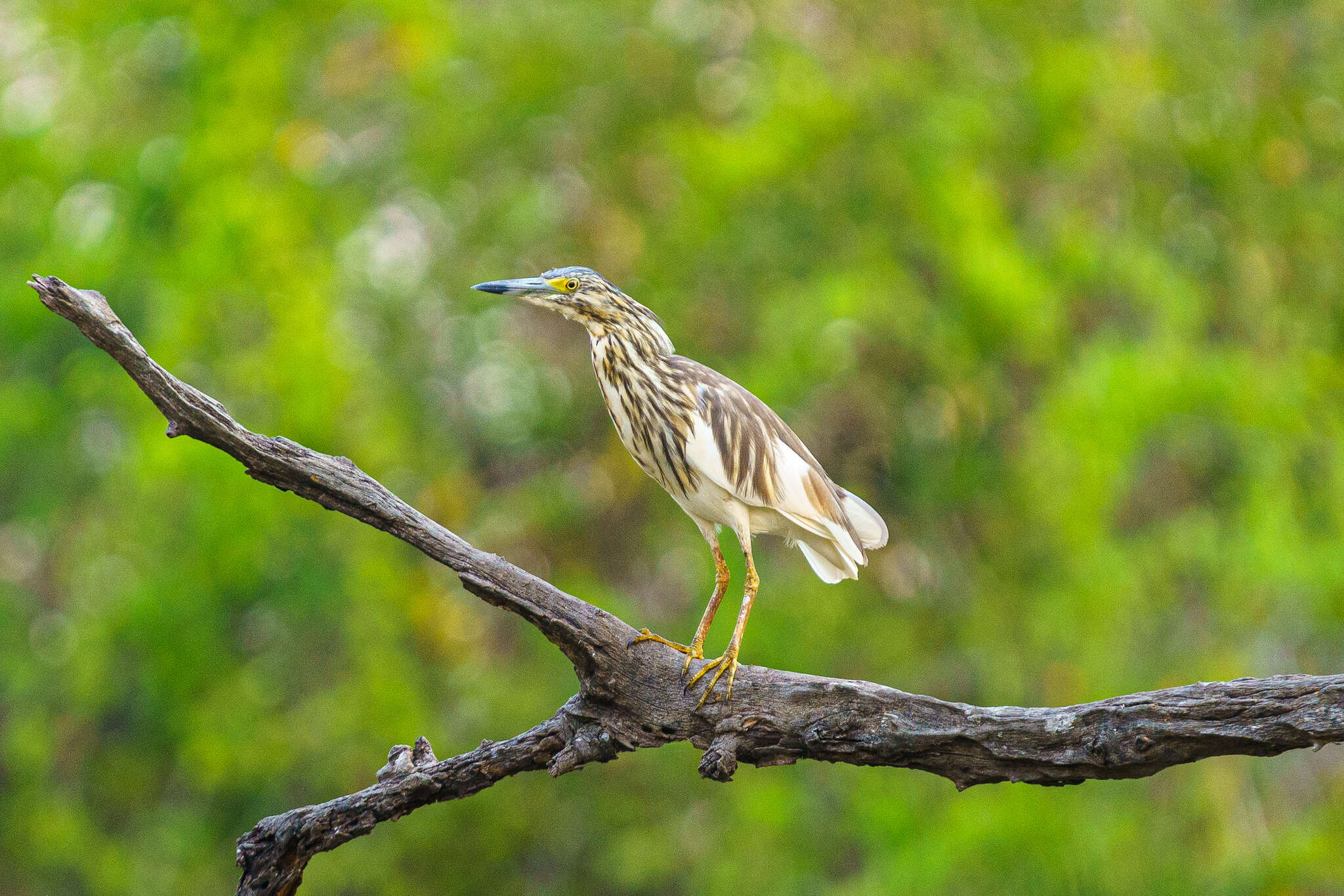 Imagem de Ardeola idae (Hartlaub 1860)