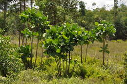 Image of Anthocleista madagascariensis Baker