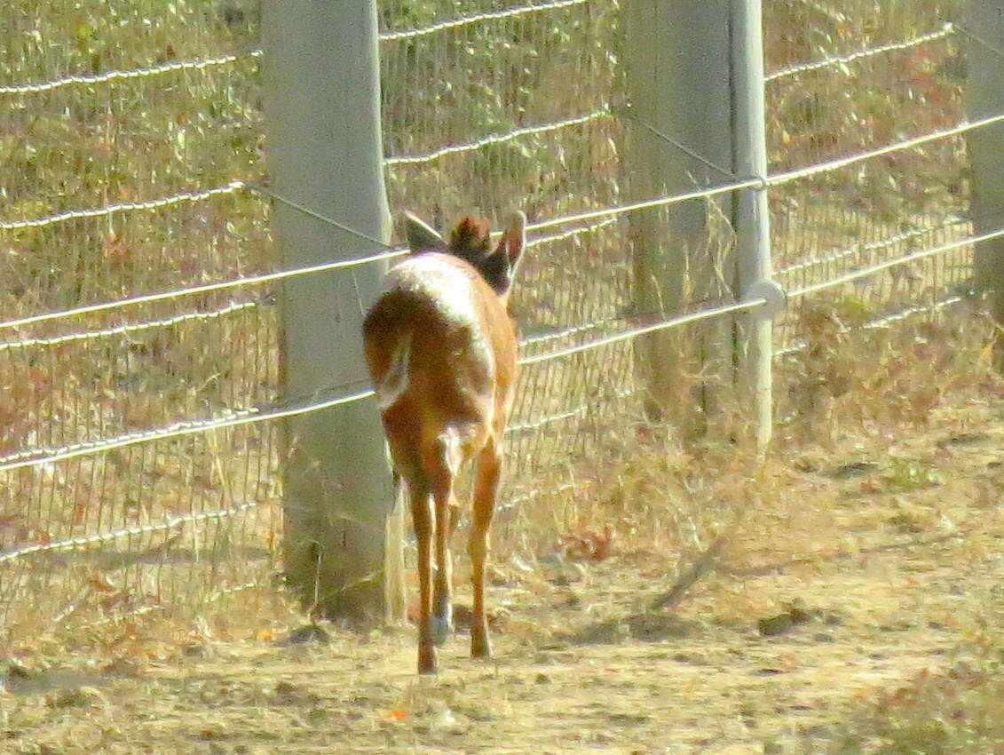 Image of Natal Duiker