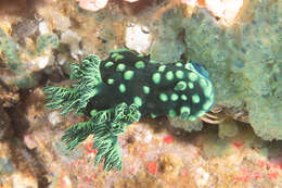 Image of Green spot black slug