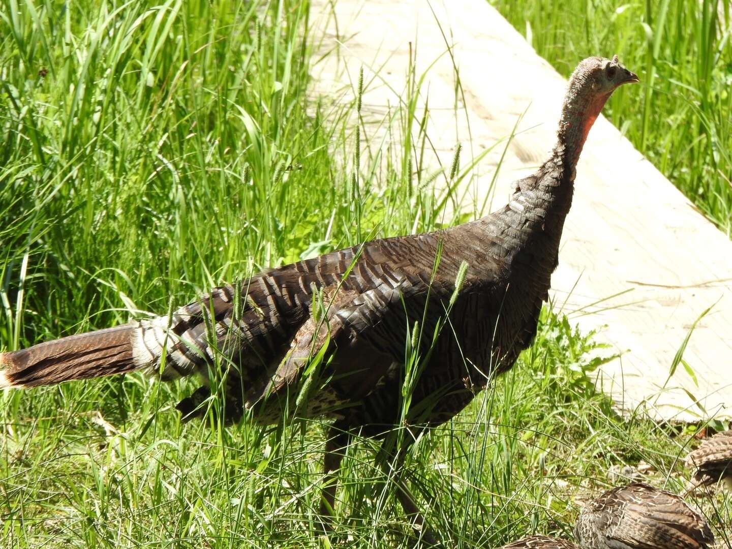Image of Merriam's Turkey