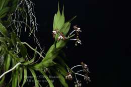 Vanda brunnea Rchb. fil.的圖片