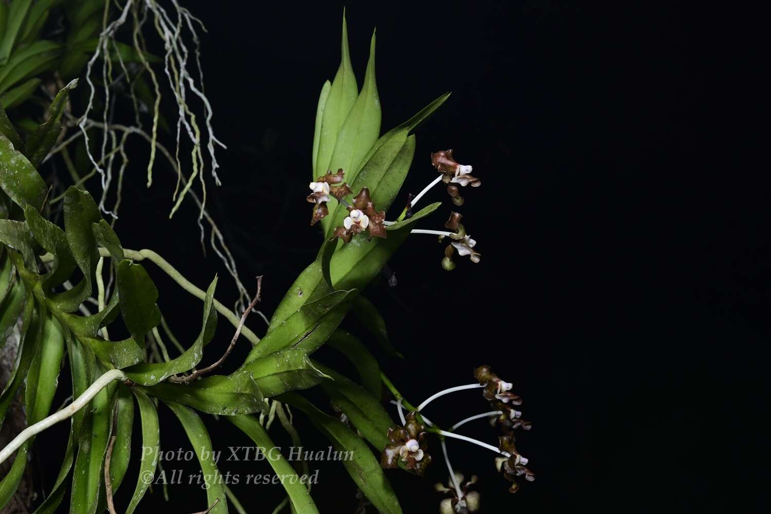 Image of Vanda brunnea Rchb. fil.