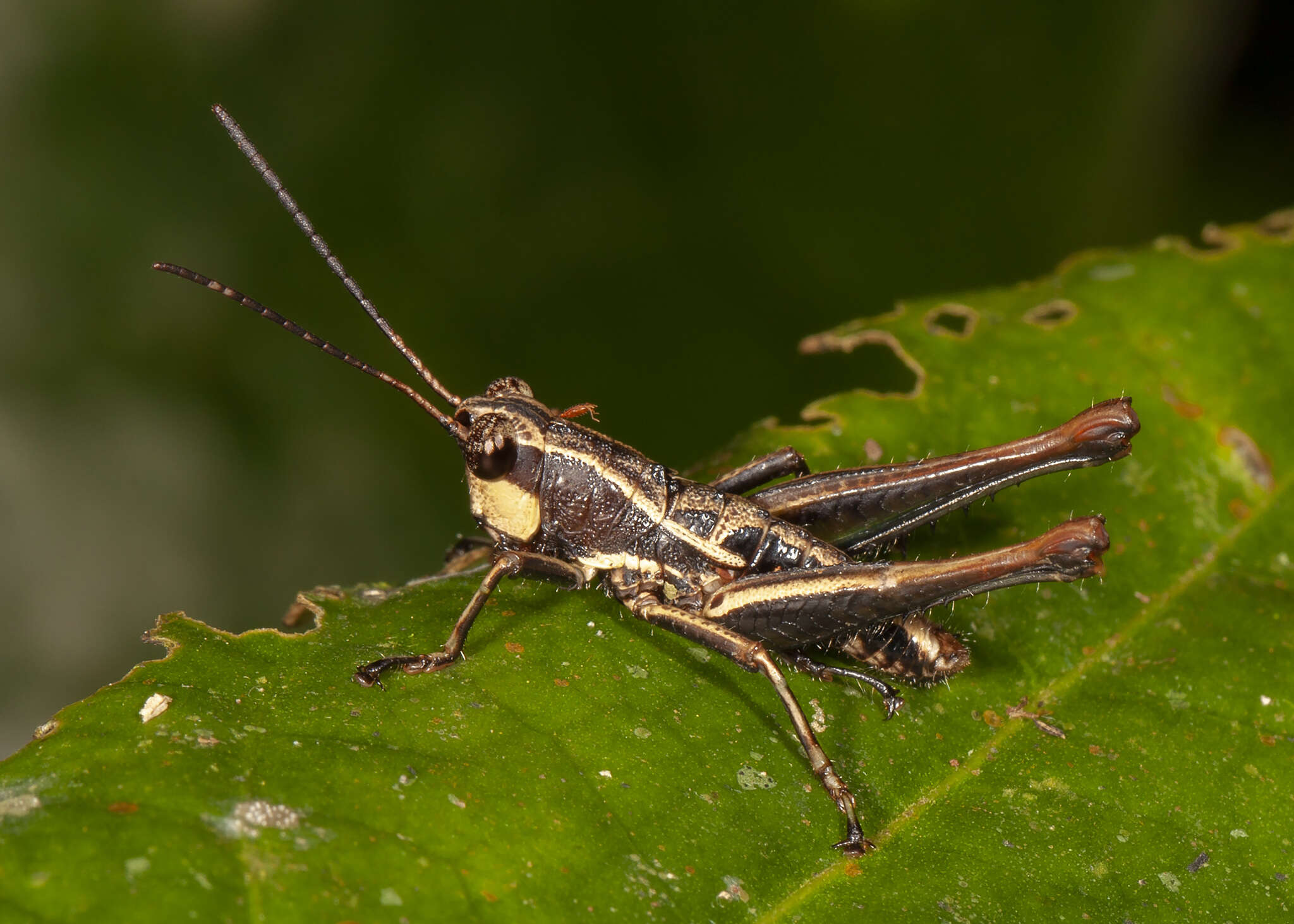 Image of Microtylopteryx hebardi Rehn & J. A. G. 1905