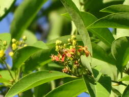 Image of Tetrapterys discolor (G. Meyer) DC.