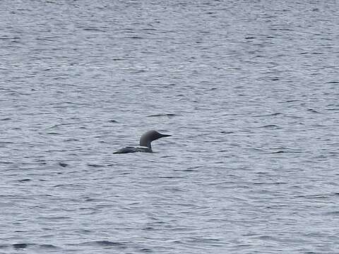 Image of Arctic Loon