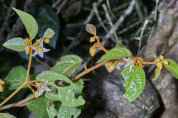 Image of Lycianthes ocellata (J. D. Sm.) Morton & Standl.