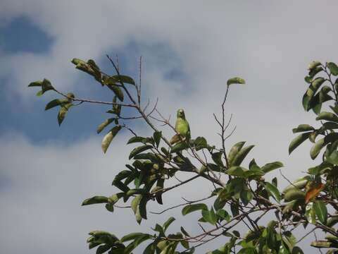 Image of Spectacled Parrotlet