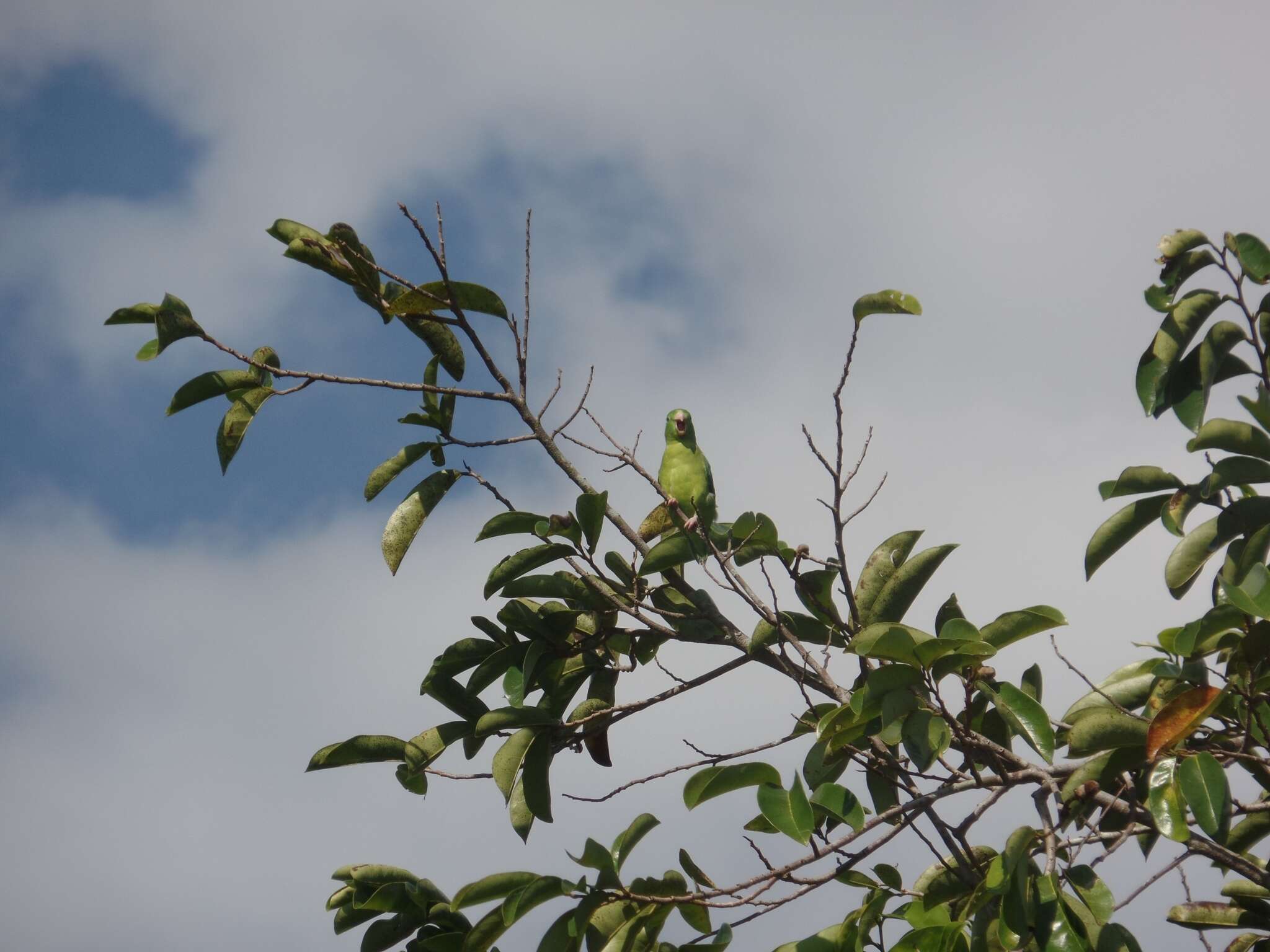 صورة Forpus conspicillatus (Lafresnaye 1848)