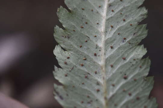 Sivun Anisocampium cumingianum C. Presl kuva