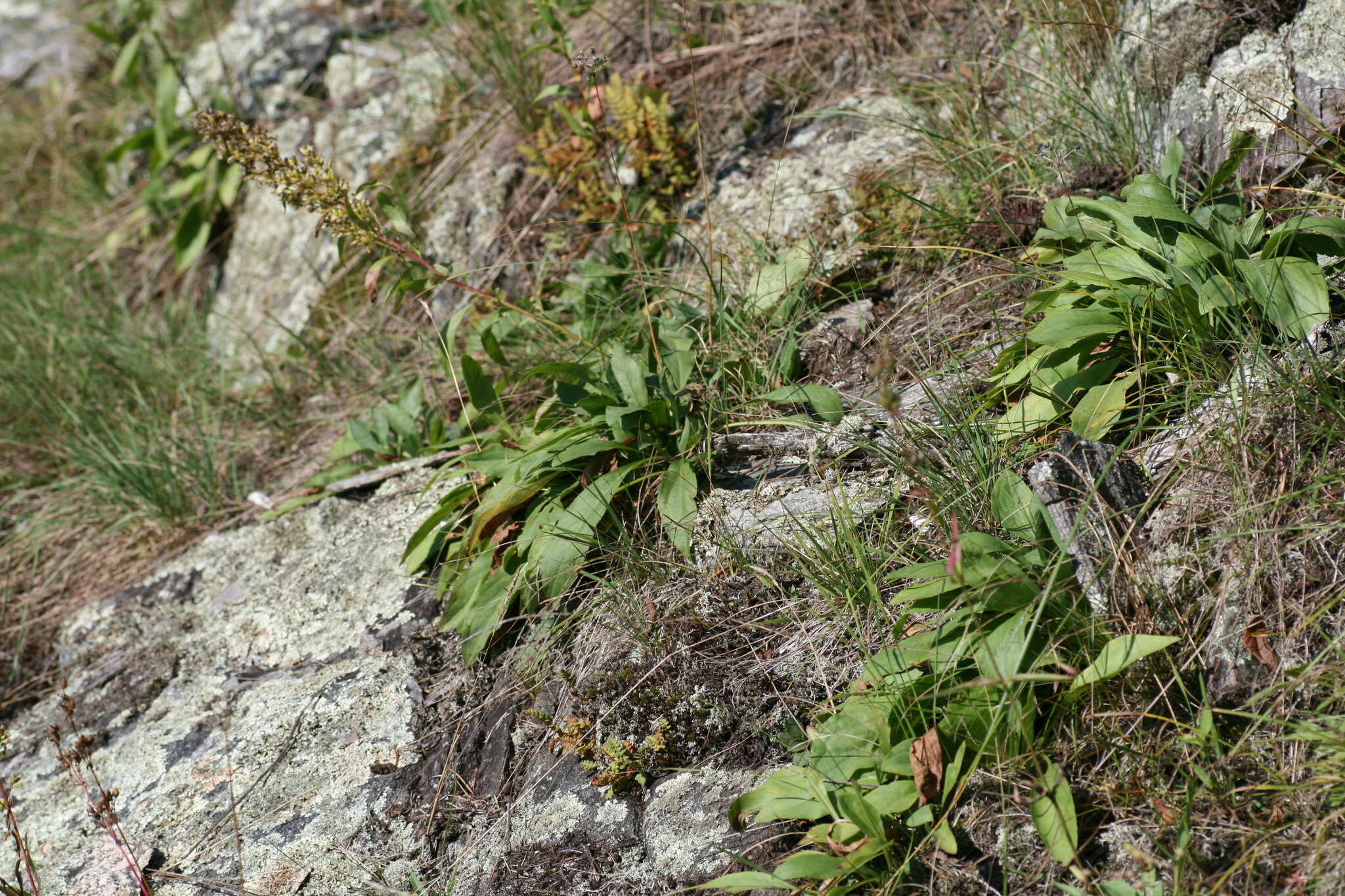 Plancia ëd Solidago pallida (Porter) Rydb.