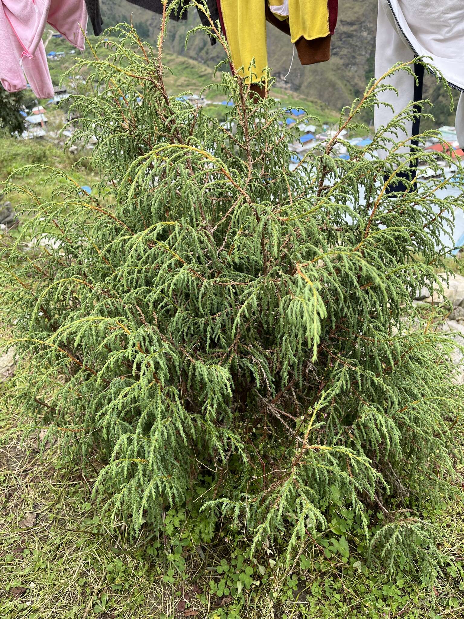 Image of Drooping Juniper