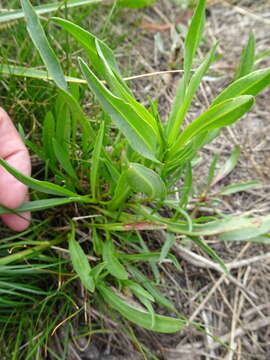 Image of sea aster