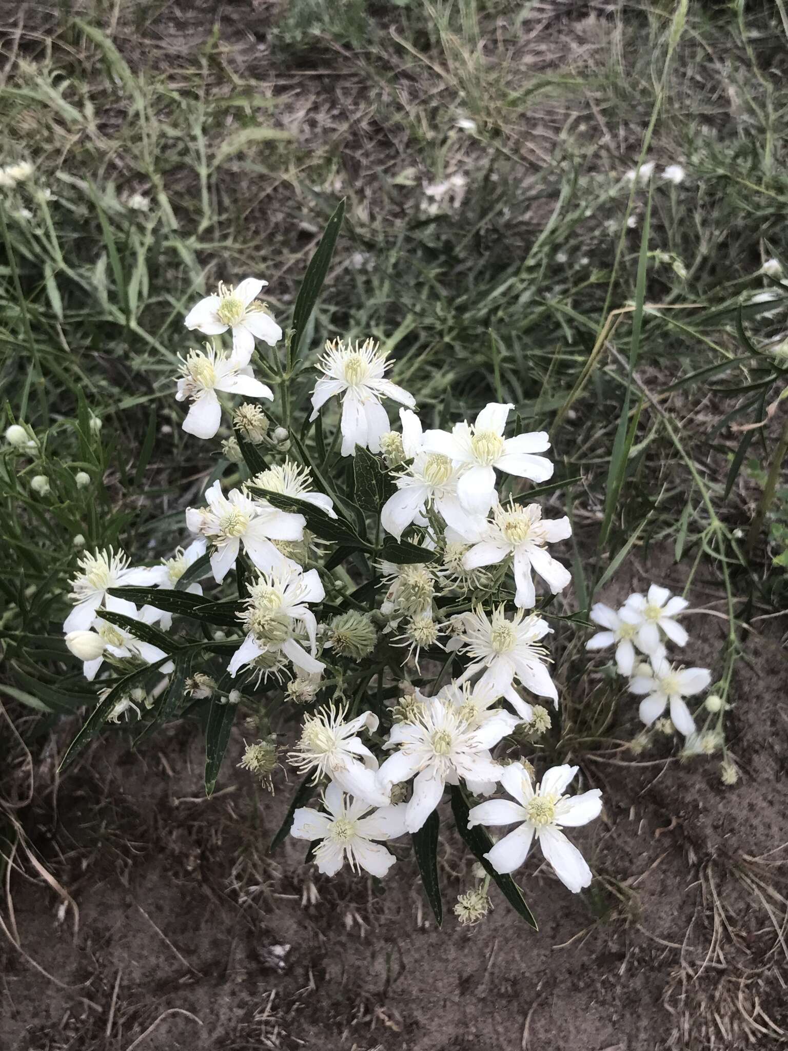 Imagem de Clematis hexapetala Pall.