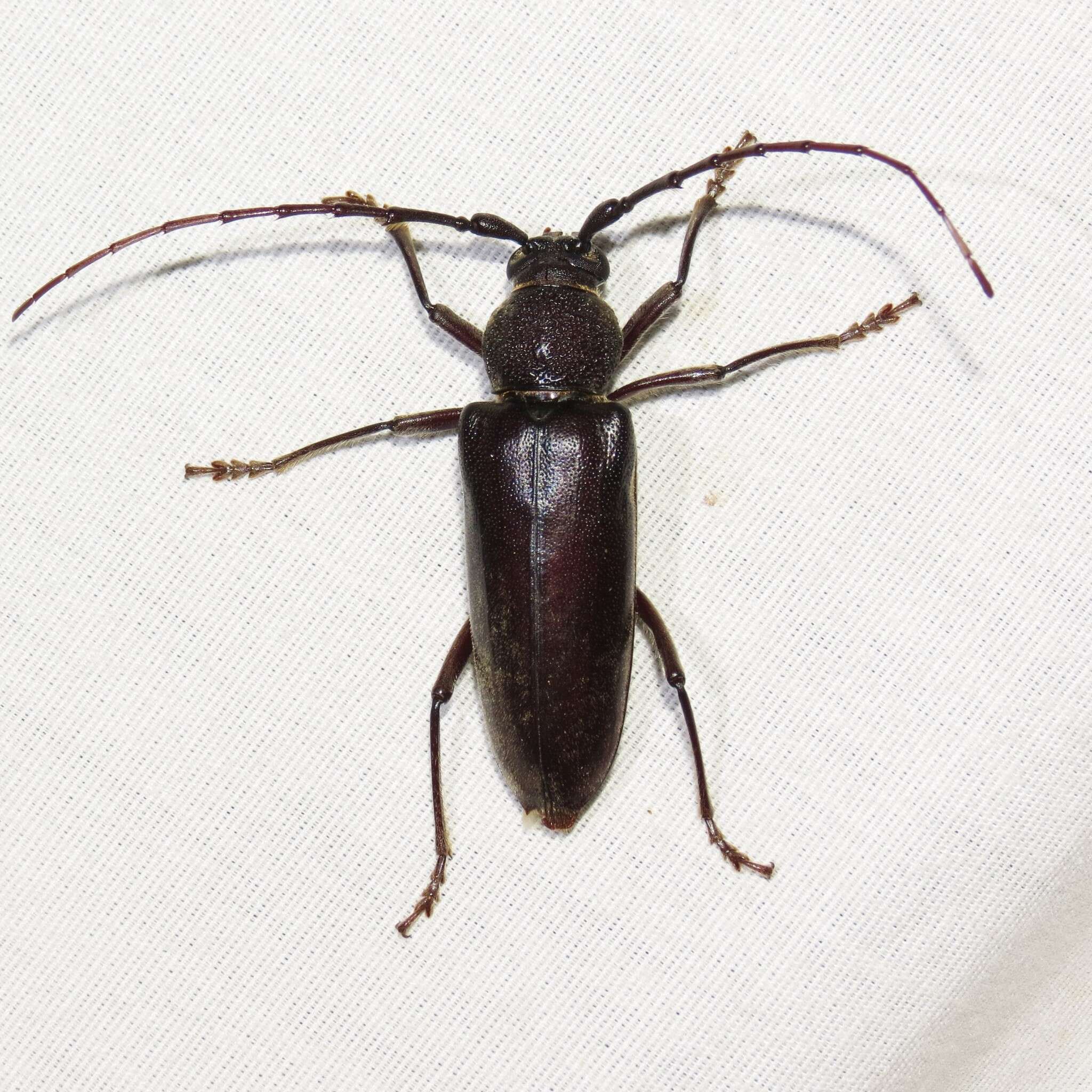 Image of Enaphalodes seminitidus (Horn 1885)