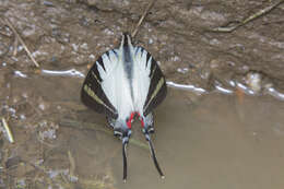 Sivun Graphium stratiotes (Grose-Smith 1887) kuva