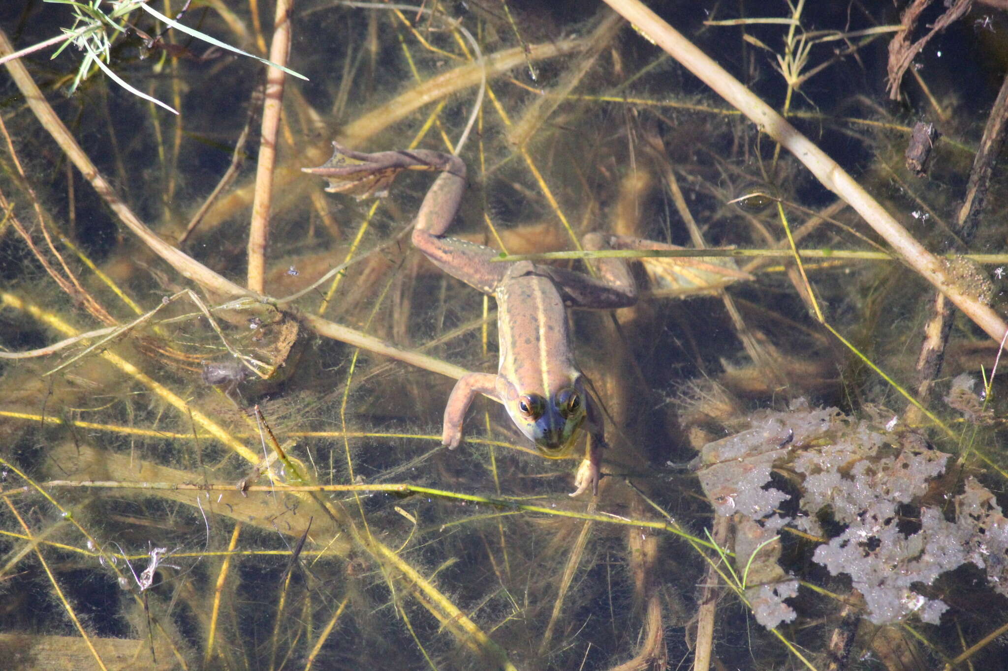 Image of Dahl’s Aquatic Frog