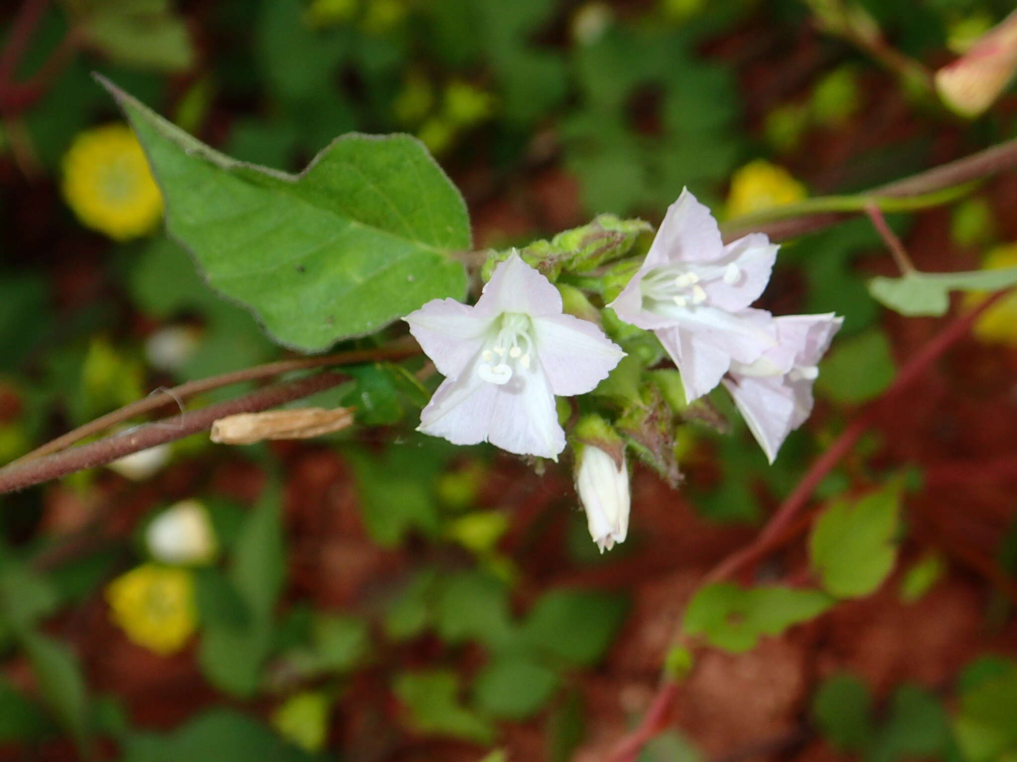 Sivun Jacquemontia paniculata (Burm. fil.) Hall. fil. kuva