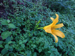 Слика од Hemerocallis hakuunensis Nakai