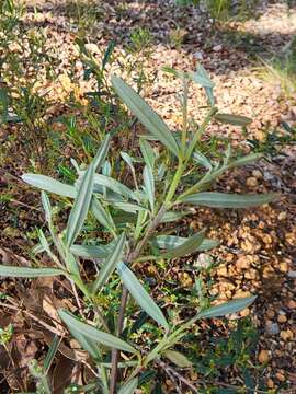 Image of Trymalium ledifolium Fenzl