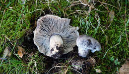 Image of Tricholoma atrodiscus Ovrebo 1989