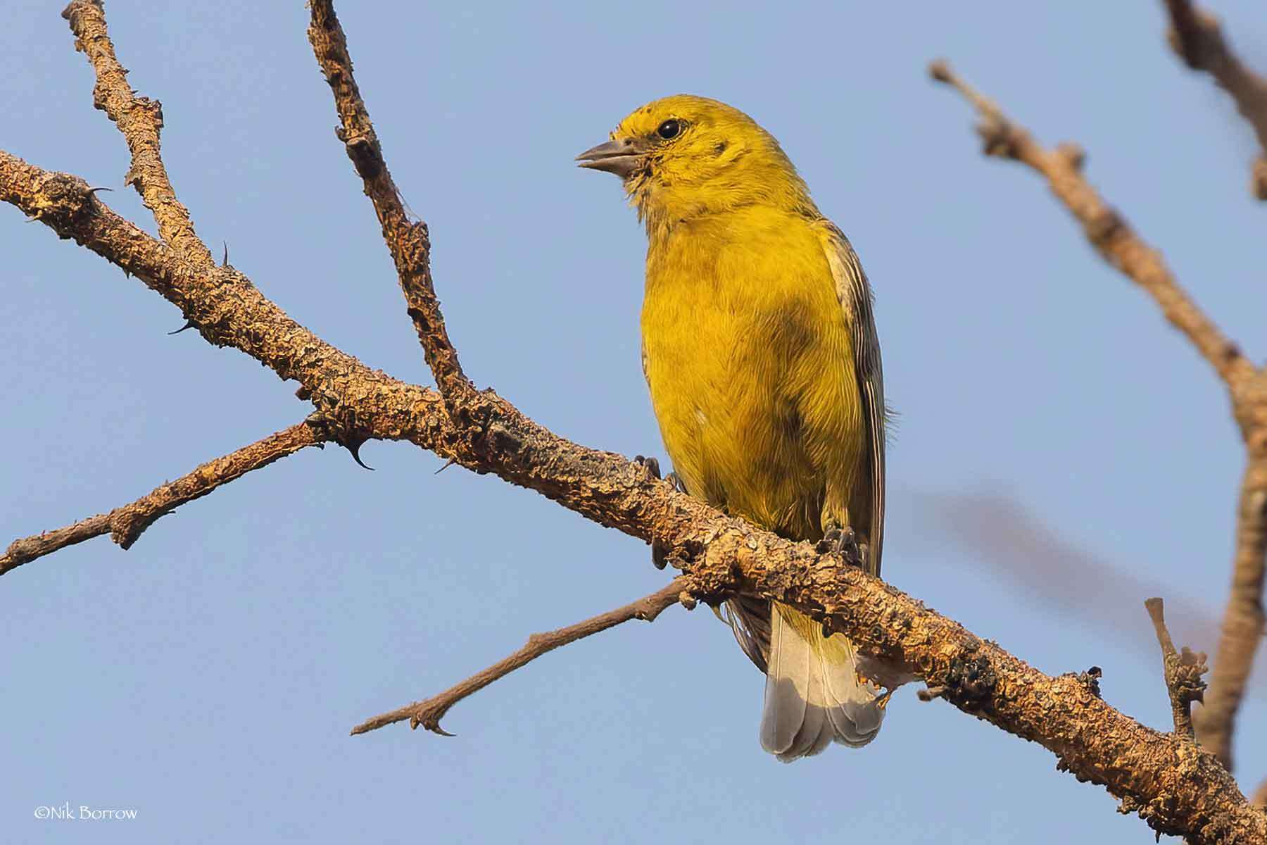 Image of West African Penduline Tit