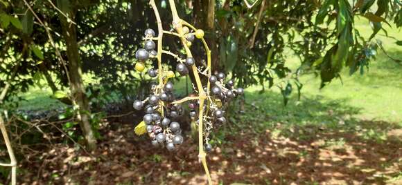 Image of West Indian grape