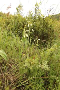 Image of Ornithogalum candicans (Baker) J. C. Manning & Goldblatt