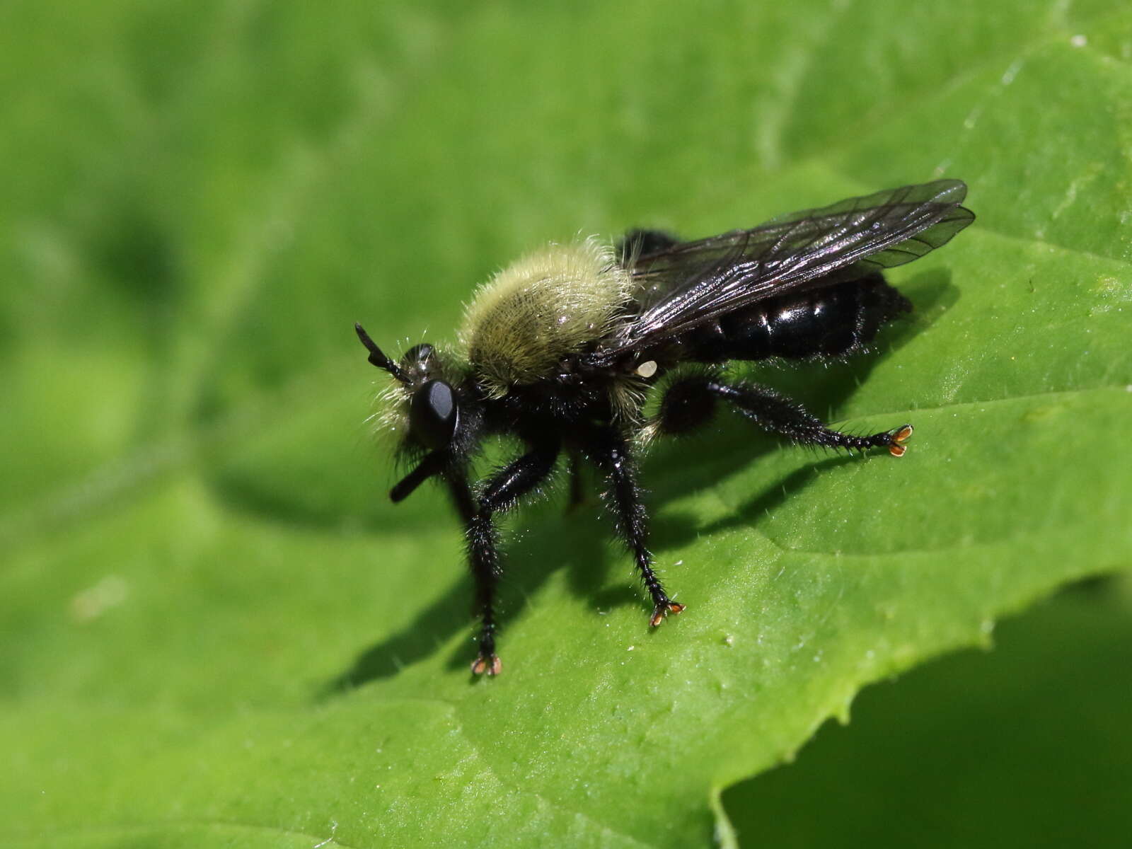 صورة Laphria flavicollis Say 1824