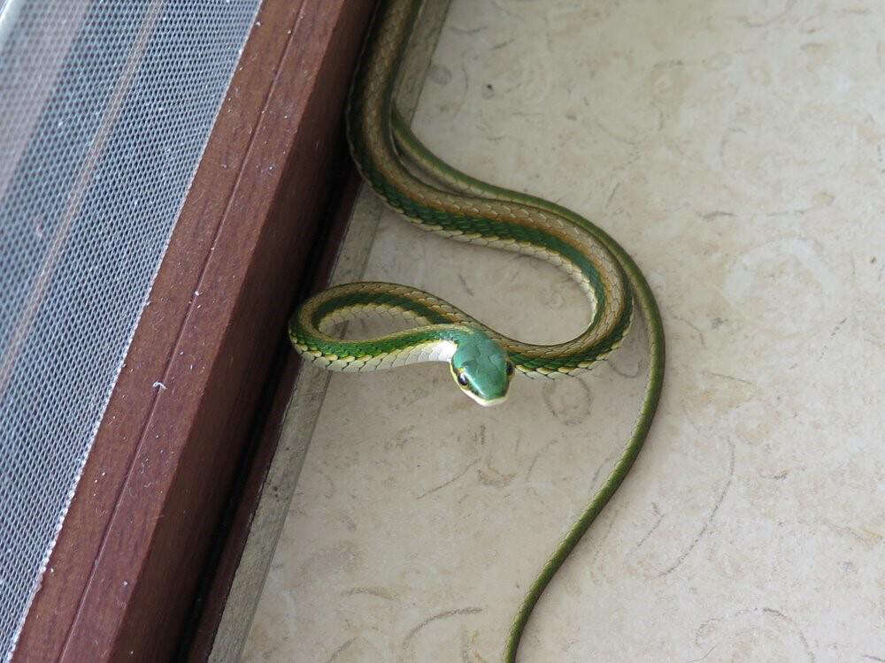 Image of Mexican Parrot Snake