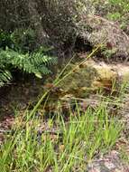 Image of Bunched Beak Sedge